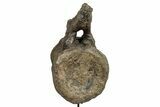 Fossil Camarasaurus Caudal Vertebra with Metal Stand - Colorado #335444-8